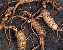 6 Things to Know about American Ginseng